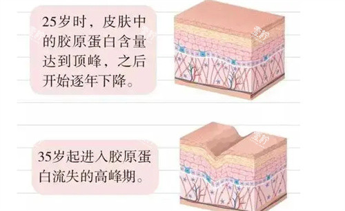 胶原蛋白的变化