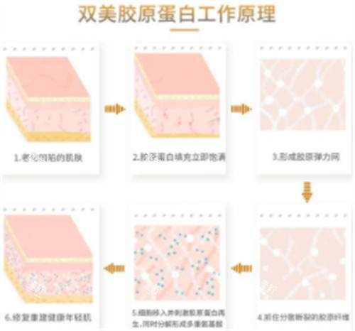 双美胶原蛋白原理