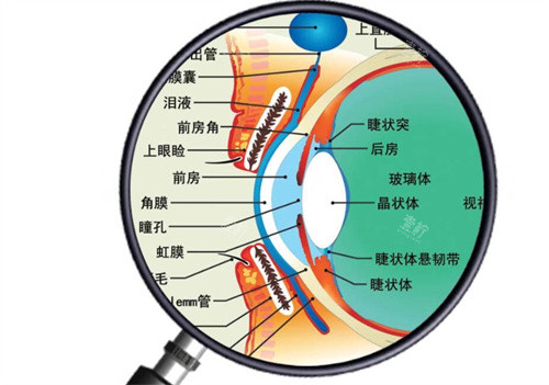 眼球结构放大图
