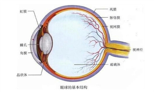 眼球结构图